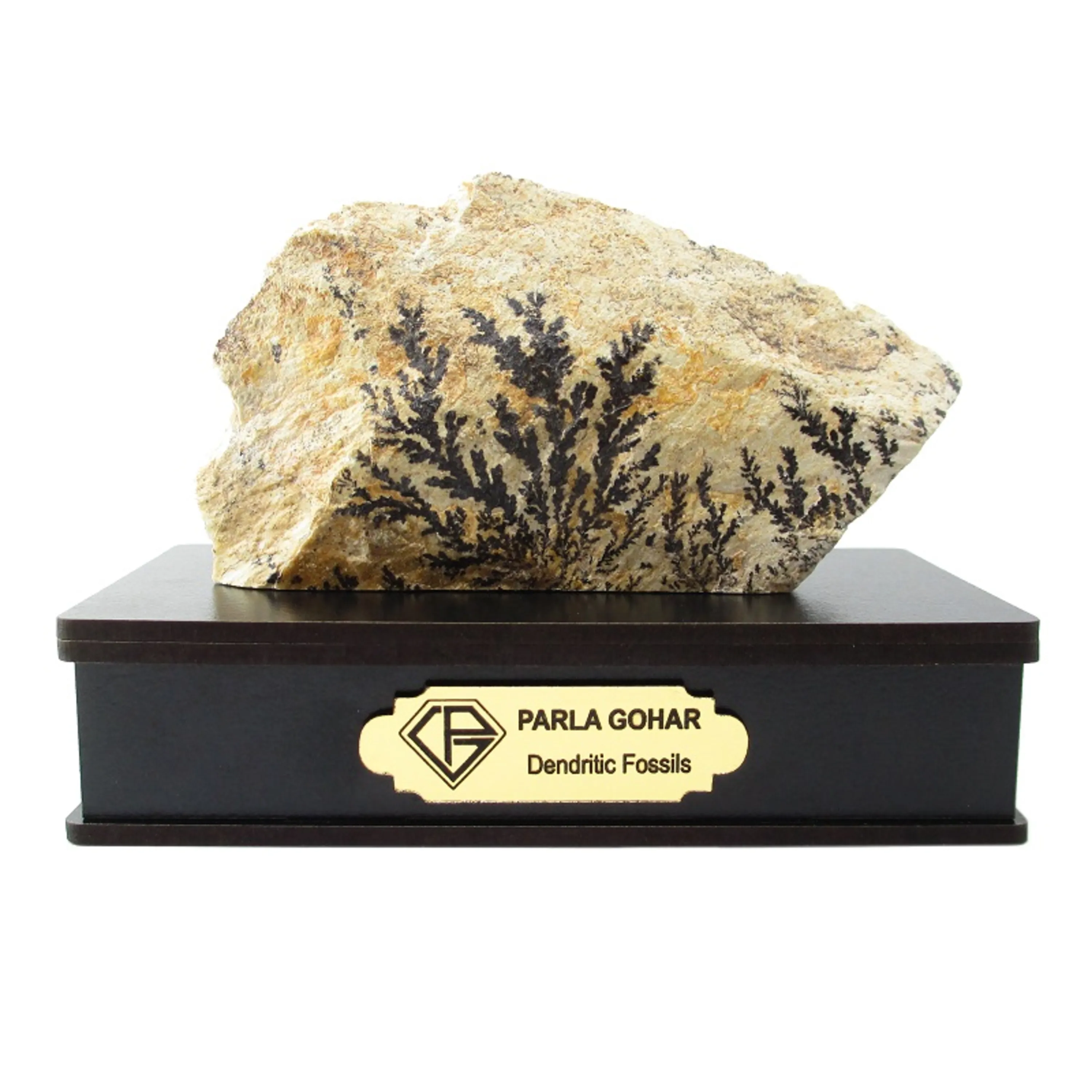 سنگ شجر فسیلی دندریتی  2210